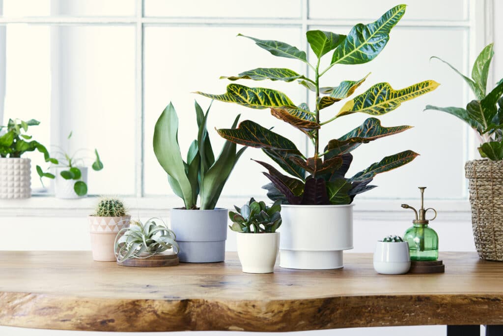 plant ขายต้นไม้ ต้นไม้ยอดฮิต