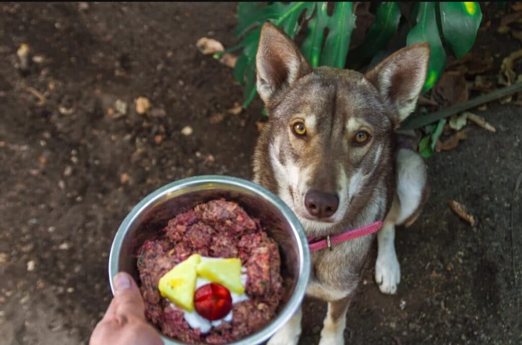 เรื่องที่ต้องรู้ก่อนเริ่มให้ BARF