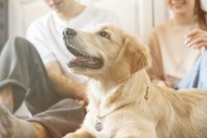 เลี้ยงสุนัข feeding pet