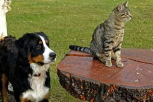 pet สัตว์เลี้ยง