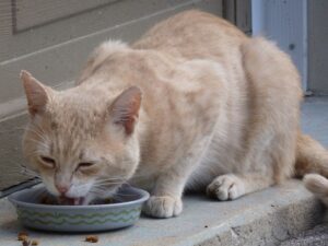 cat food อาหารแมว