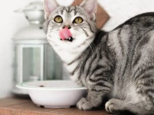 cat eat food
