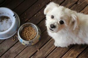 dog food proportions
