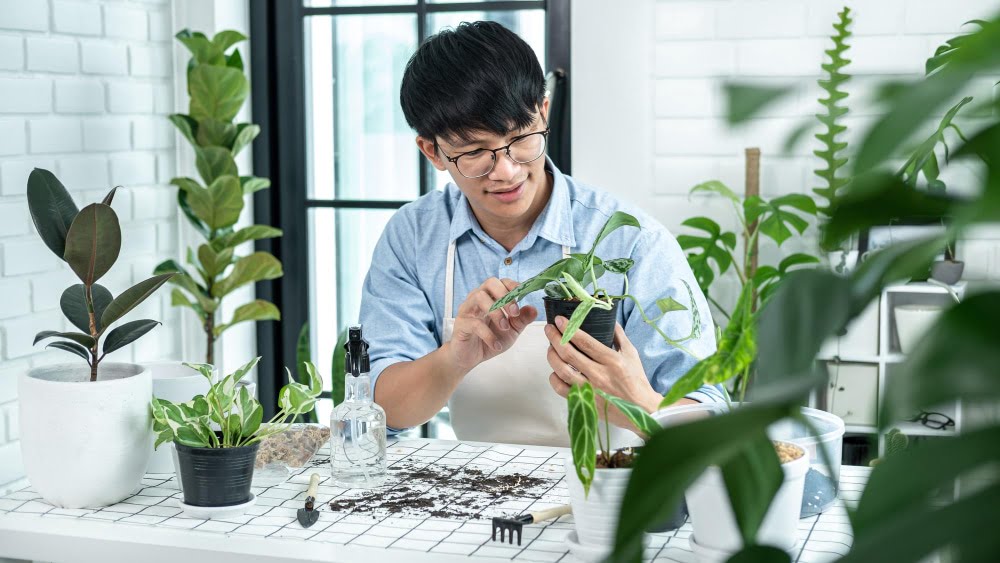 ขายต้นไม้ sell plant ขายต้นไม้ออนไลน์