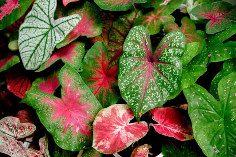 บอนสี Caladium bicolor