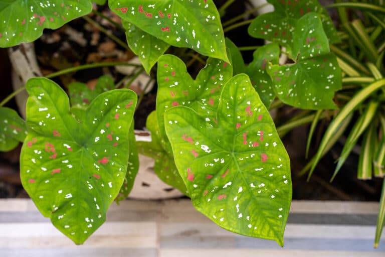 Caladium บอนสี