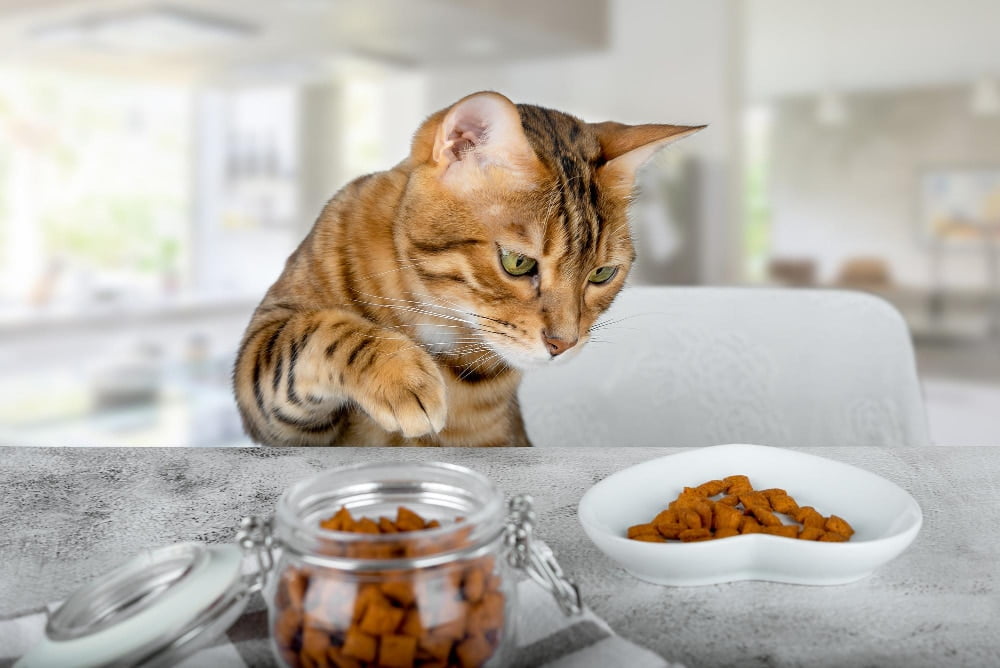 pet snack,ขนมแมว