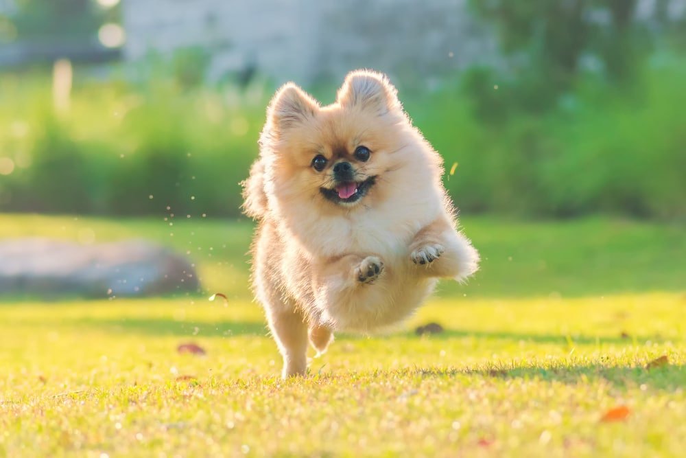 dog excercise,สุนัขออกกำลังกาย