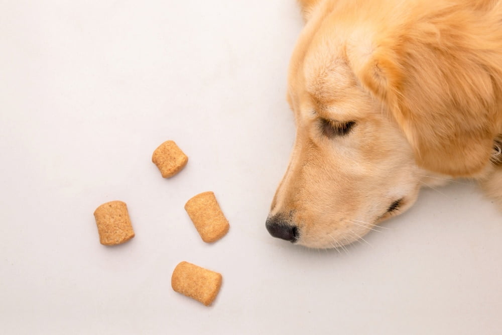 golden retriever,โกลเด้น