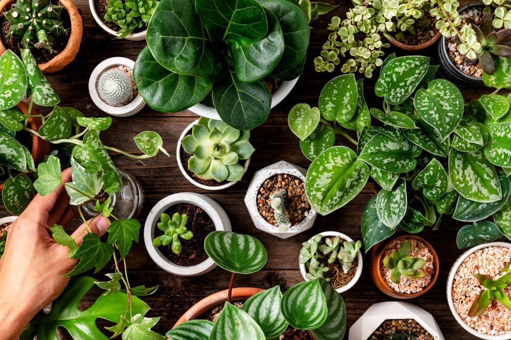 ไม้ด่าง spotted plant Variegated plants