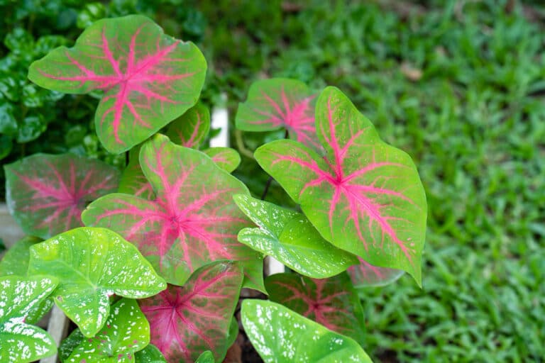 caladium bicolor บอนสี สายพันธุ์บอนสี