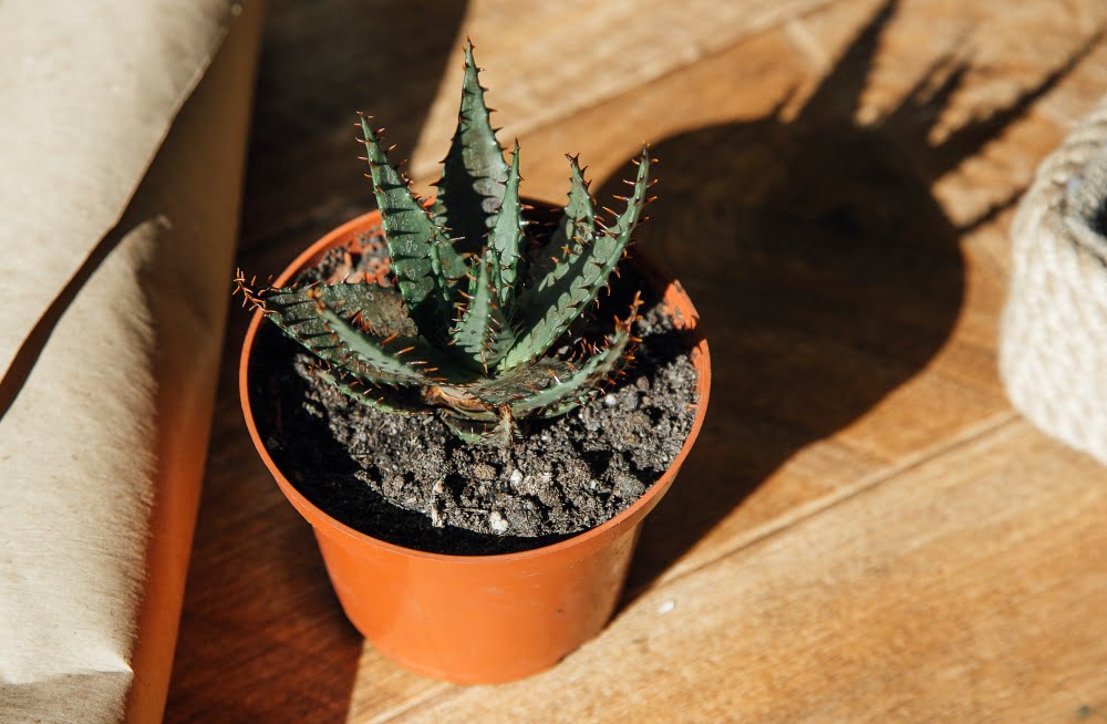 plants ต้นไม้ในคอนโด