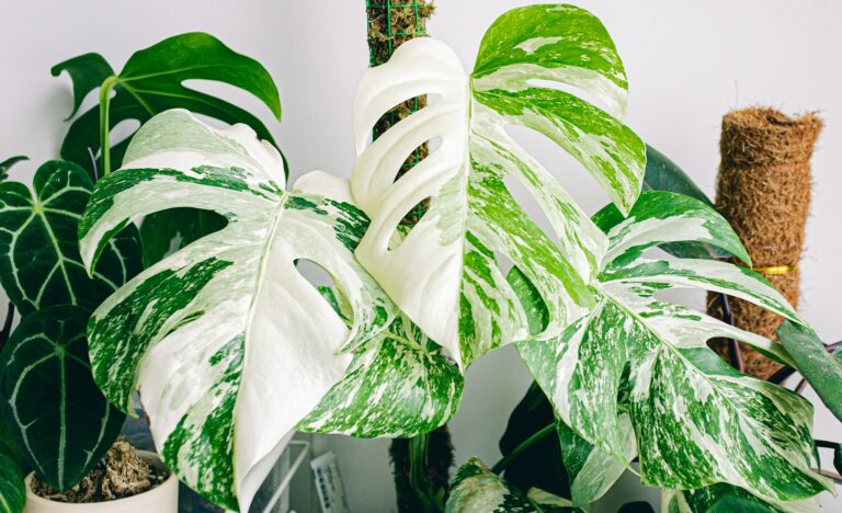 มอนสเตอร่า Monstera