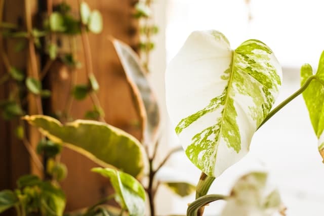 ไม้ด่าง spotted plant Variegated plants