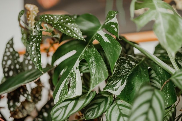 ไม้ด่าง Spotted plant Variegated plants