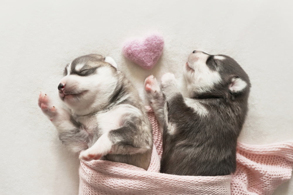puppy,เลี้ยงสุนัข