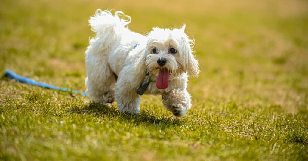 Shih Tzu ชิสุห์