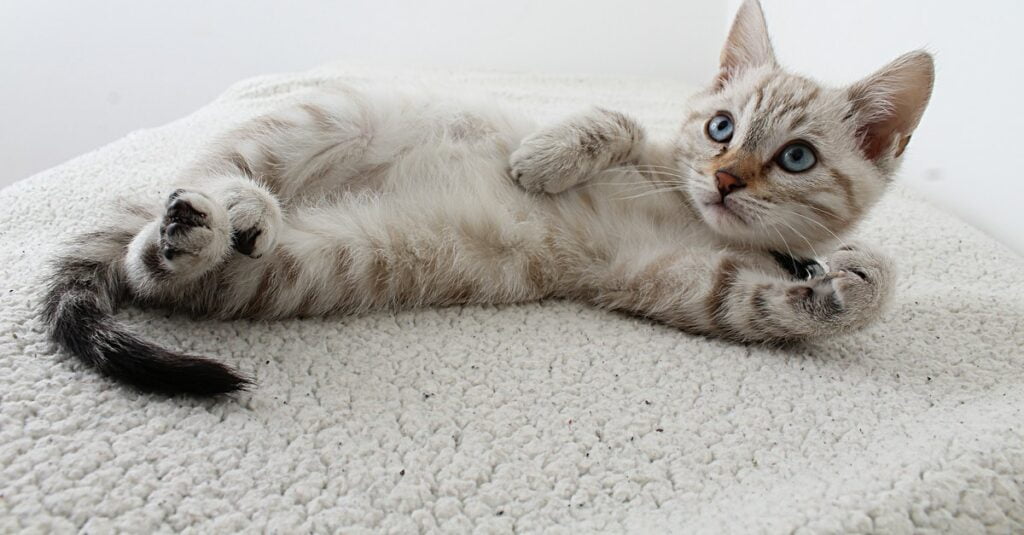 cat lover,เทคนิคให้อาหารแมว