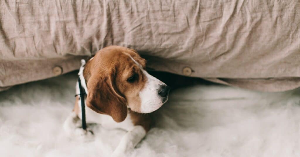 beagle บีเกิ้ล