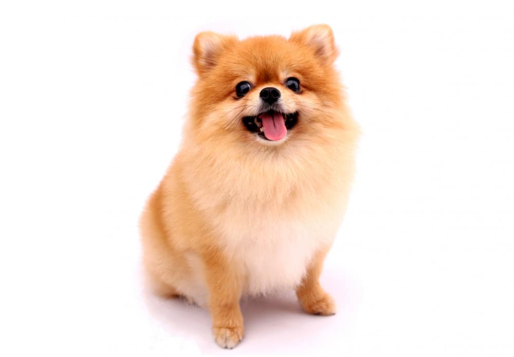 pomeranian ปอมเปอเรเนียน