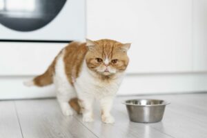 pet food อาหารสัตว์