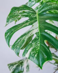 monstera มอนสเตอร่า