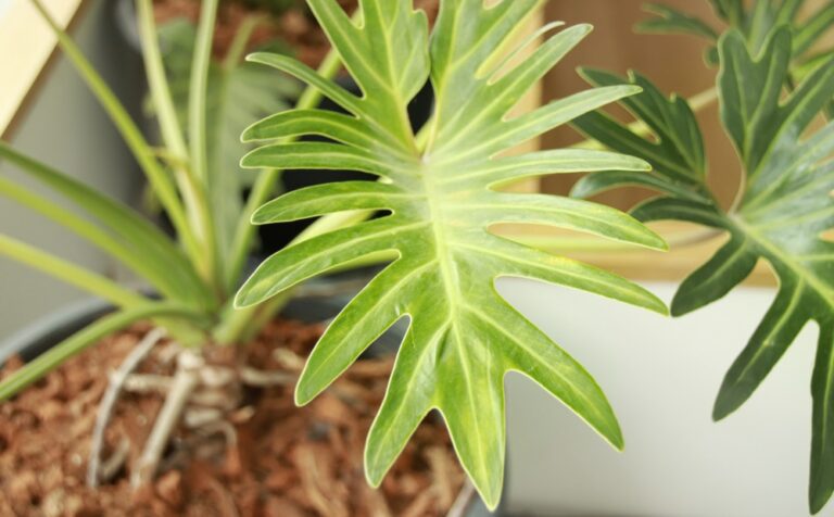 philodendron ฟิโลเดนดรอน