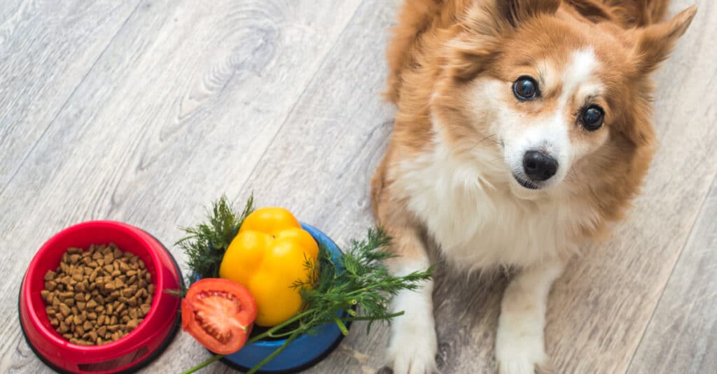 dry pet food,อาหารสัตว์แบบแห้ง