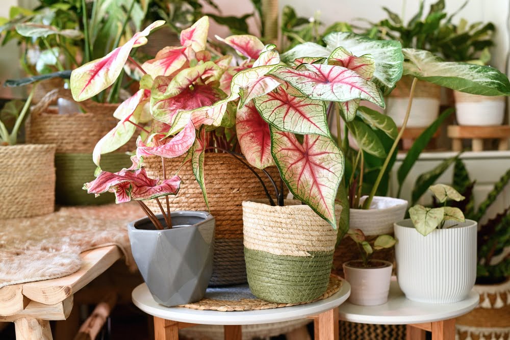 บอนสี caladium bicolor สายพันธุ์บอนสี