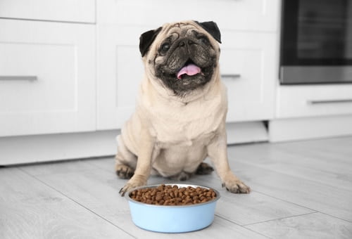 pug ทางเลือกอาหารแมวและสุนัข
