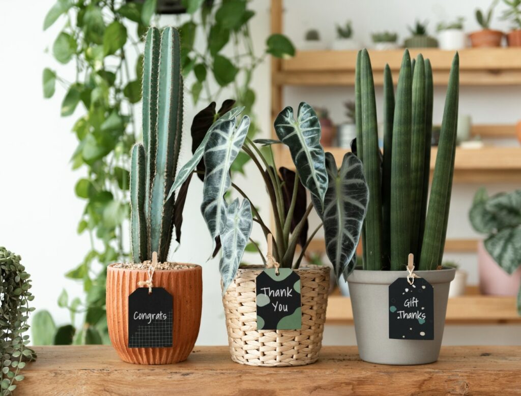 sell plants Tree Sales Business