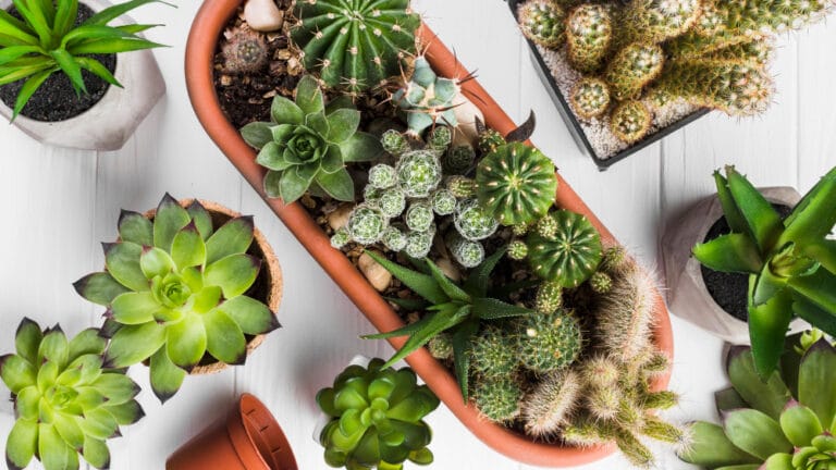 cactus กระบองเพชร