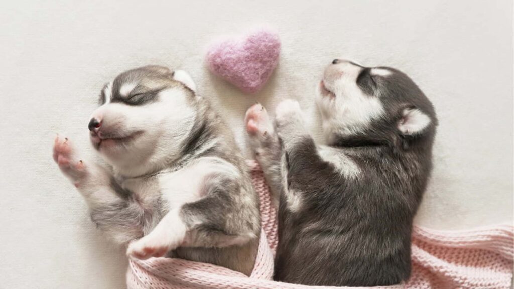 มือใหม่หัดเลี้ยงสุนัข