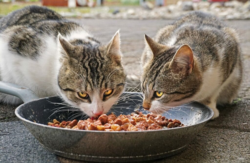 Pet feeding ให้อาหารสัตว์เลี้ยงอย่างถูกวิธี