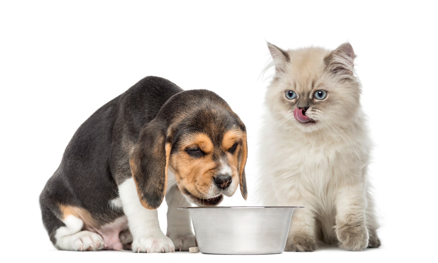 dog cat eat food pet food barf อาหารเม็ด อาหารบาร์ฟ