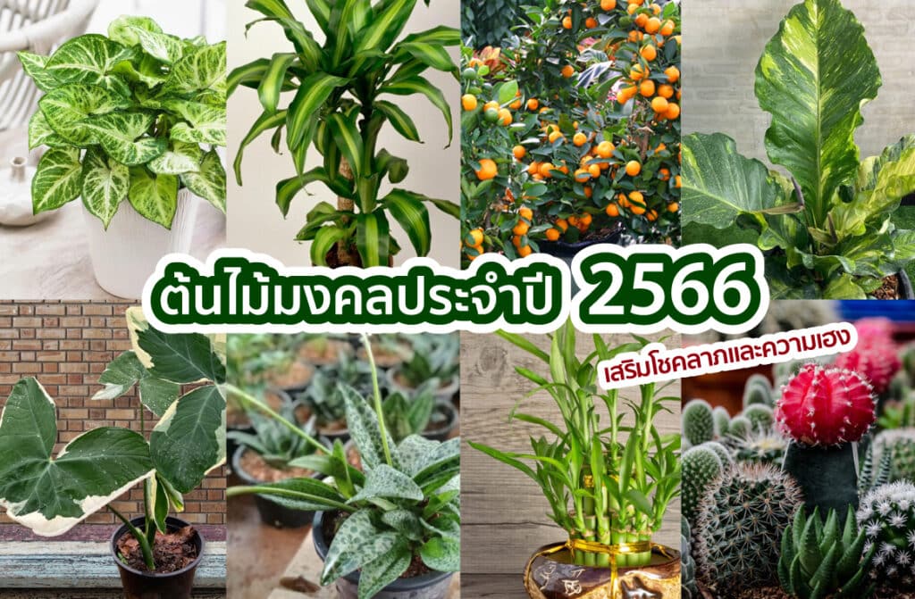 ต้นไม้มงคลประจำปี 2566 - Makesend Sameday Delivery