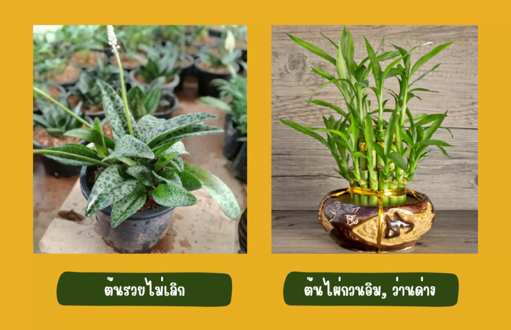 ตามหลักฮวงจุ้ยแนะนำว่าในปีหน้า 2566 ควรจัดหน้าบ้านให้มีลักษณะเป็นเวิ้ง ลานโล่ง หรือทางเปิด ซึ่งถือเป็นการเปิดทางให้ทรัพย์สินและโชคลาภวิ่งเข้าบ้าน จากนั้นจึงตกแต่งด้านในด้วยไม้มงคลประจำปี เสริมดวงให้เฮง ๆ ปัง ๆ ด้วย 8 ต้นไม้ มงคลประจำปี 2566 _ ต้นวาสนา 1