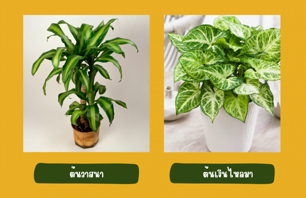 ตามหลักฮวงจุ้ยแนะนำว่าในปีหน้า 2566 ควรจัดหน้าบ้านให้มีลักษณะเป็นเวิ้ง ลานโล่ง หรือทางเปิด ซึ่งถือเป็นการเปิดทางให้ทรัพย์สินและโชคลาภวิ่งเข้าบ้าน จากนั้นจึงตกแต่งด้านในด้วยไม้มงคลประจำปี เสริมดวงให้เฮง ๆ ปัง ๆ ด้วย 8 ต้นไม้ มงคลประจำปี 2566 _ ต้นวาสนา