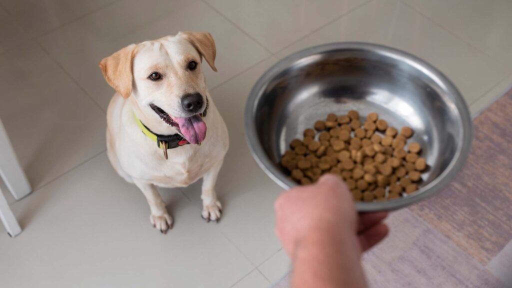 อาหารเม็ดสุนัข, การให้อาหารสุนัข

