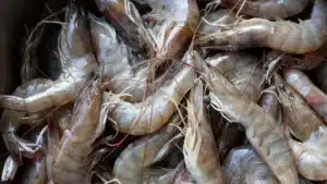 วิธีเก็บกุ้งสด