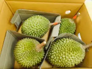 Makesend ขนส่งทุเรียน